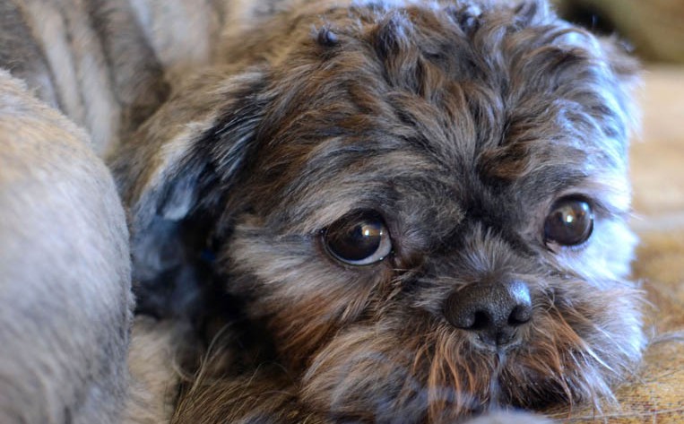 Wyprawka dla młodego Shih Tzu