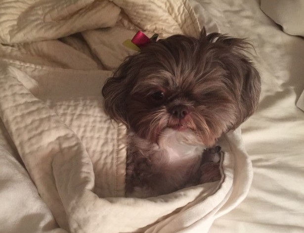 Choroby rasy Shih Tzu i ich objawy – część 1