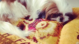 chory piesek shih tzu