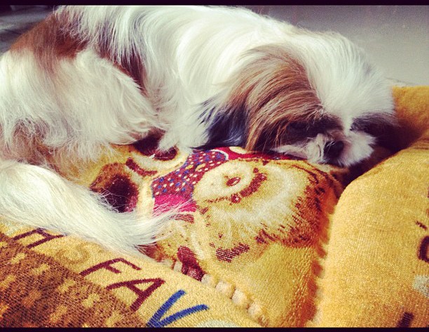 Choroby rasy Shih Tzu i ich objawy – część 2