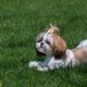 Shih Tzu szukane w internecie czyli co piszecie by znaleźć coś o tej rasie :)